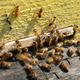 Illustration for article titled Massive Bee Attack Kills Texas Man